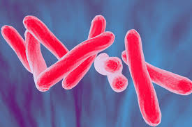 bactéria da tuberculose.jpg